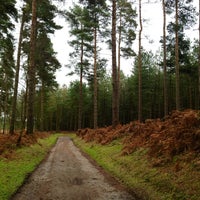 Birches Valley Forestry Centre - 8 tips from 224 visitors