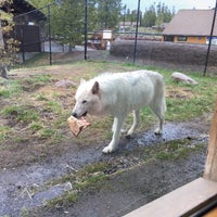 grizzly discovery wolf center