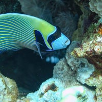 Снимок сделан в Coral Garden Diving Center пользователем Amer B. 4/4/2021