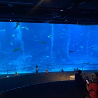 Photo taken at S.E.A. Aquarium by Y V. on 4/1/2024