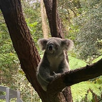 Photo taken at Taronga Zoo by Y V. on 3/30/2024