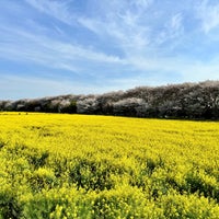 Photo taken at Gongendo Sakura Tsutsumi by しゅうめい on 4/13/2024