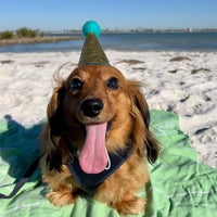 Photo taken at Honeymoon Island State Park Pet Beach by Chelsea T. on 1/7/2023