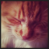 vca augustine loretto