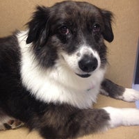 augustine loretto vca