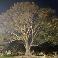 Photo taken at Massive Tree by Samira M. on 5/29/2022