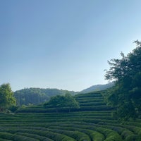 Photo taken at Boseong Dawon Green Tea Field by Zach L. on 5/22/2022