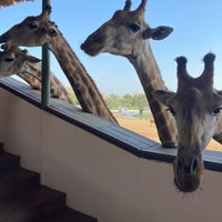 Photo taken at giraffe feeding by Nu_Kwang on 1/15/2022