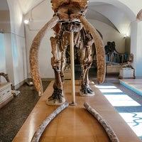 Das Foto wurde bei Museo di Storia Naturale, Sezione di Geologia e Paleontologia von Luisa R. am 2/9/2022 aufgenommen