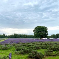Photo taken at Mayfield Lavender Farm by M O H A on 8/19/2023
