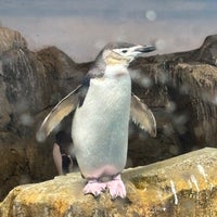 Photo taken at Nagasaki Penguin Aquarium by いのん on 3/13/2024