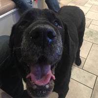 vca animal hospital bradshaw