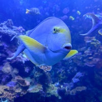 Foto diambil di Maui Ocean Center, The Hawaiian Aquarium oleh Josh A. pada 10/10/2023