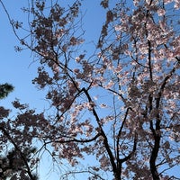 Photo taken at Kyoto Imperial Palace by よ on 4/7/2024