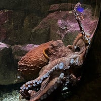 Photo taken at Seattle Aquarium by Bill H. on 6/26/2023