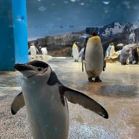 Photo taken at Nagasaki Penguin Aquarium by ゐけこ on 3/9/2024