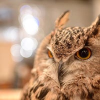 Cafe Hoot Hoot Cafe Cafe Hoot Hoot Cafe