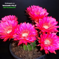 Epicacti Nursery Garden Center In Fallbrook