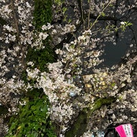 Photo taken at 中目黒の桜 by が on 3/25/2023