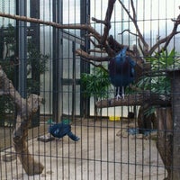 Photo taken at Victoria Crowned Pigeon by 初音航空隊 on 2/17/2013
