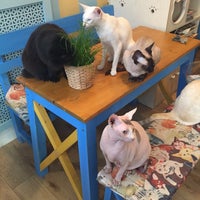 Chat Mallows Cafe 8 Tips