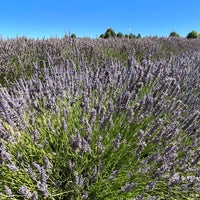 Photo taken at Wanaka Lavender Farm by Orchid L. on 2/14/2023