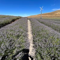 Снимок сделан в New Zealand Alpine Lavender Farm and Shop пользователем Orchid L. 2/16/2023