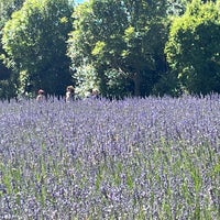 Снимок сделан в Wanaka Lavender Farm пользователем Orchid L. 2/14/2023