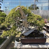 Yamaguchi Bonsai Nursery Garden Center In Los Angeles Photo Taken At Yamaguchi Bonsai Nursery By Petershin On 4 3 2016