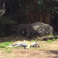 Photo taken at Malayan Tiger Habitat by Jeanne on 2/2/2013