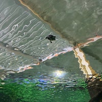 3/31/2023 tarihinde Mikala S.ziyaretçi tarafından SEA LIFE Minnesota Aquarium'de çekilen fotoğraf