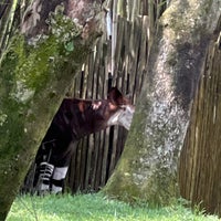 Photo taken at Gorilla Falls Exploration Trail (Pangani) by Stephanie D. on 8/24/2023