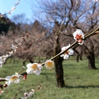 Photo taken at Kairakuen by GIGA S. on 3/13/2024