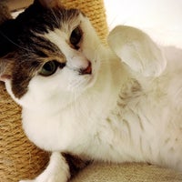 東京キャットガーディアン 西国分寺シェルター Animal Shelter In 西国分寺