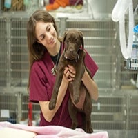 Florida Aid To Animals - Pet Service in Melbourne