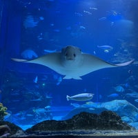 Photo taken at Sea Life London Aquarium by M🦋 on 11/4/2023