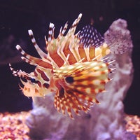 Heures d'ouverture de l'aquarium de mer - 1403946 Oc3eKCZgJGVGksNazG24rDqs4x6oC0Nct09tA9up Qo
