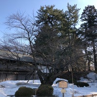 日本最古のソメイヨシノ 弘前市 96 Visitors