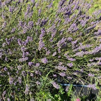 Photo taken at Mayfield Lavender Farm by Sh on 8/9/2023