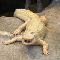 Photo taken at Claude the Albino Alligator by Ed V. on 10/29/2023