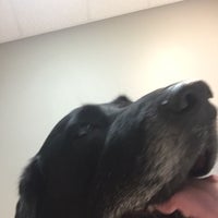 vca all creatures animal hospital