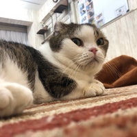 Photo taken at 猫カフェ れおん by Ayano on 5/27/2019