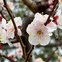 Photo taken at Osaka Castle Plum Orchard by ox.™ on 2/24/2024