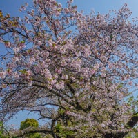 Photo taken at Yanaka Cemetery by Jun Y. on 4/14/2024