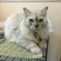 Kelana Jaya Veterinary Clinic Veterinarian