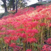 羽黒山公園 Park In 大崎市 羽黒山公園 Park In 大崎市