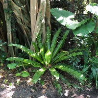 志戸子ガジュマル公園 屋久島町志戸子