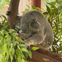 1/22/2024 tarihinde Martin B.ziyaretçi tarafından Kuranda Koala Gardens'de çekilen fotoğraf