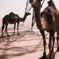 سكه الحديد الهفوف 172 Visitors