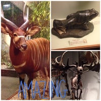 Photo taken at Mammals of Africa at The Field Museum by Sara J. on 5/17/2014